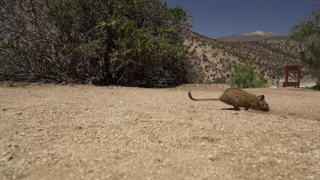 slow motion of cute little Degus, Octodon, rodents native to South America. Group of Degu sitting at their den in the arid landscape of the atacama desert in Chile at chinchilla sanctuary.