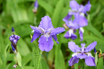 イチハツ　Fringed iris