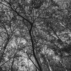 borgo lacustre in bianco e nero