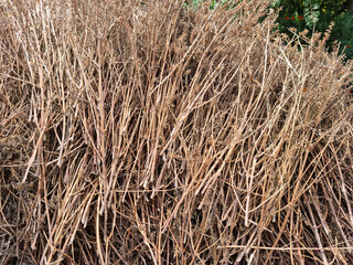 piled up dried perilla stalks