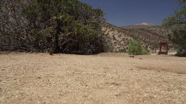 slow motion of cute little Degus, Octodon, rodents native to South America. Group of Degu sitting at their den in the arid landscape of the atacama desert in Chile at chinchilla sanctuary.