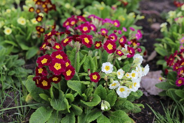 Primrose (primula vulgaris) flowers in spring garden.