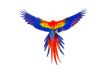 Colorful feathers on the back of macaw parrot isolated on transparent background png file	