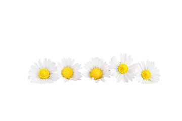 White daisies flowers isolated on white background.