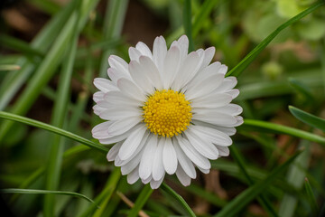common daisy blossom in detail 