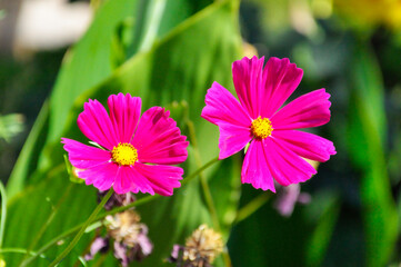 pink and yellow flower