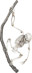 Fototapeta premium Isolated PNG cutout of a monkey skeleton hanging on a branch on a transparent background, ideal for photobashing, matte-painting, concept art