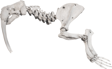 Isolated PNG cutout of a walrus skeleton on a transparent background, ideal for photobashing, matte-painting, concept art