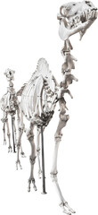 Isolated PNG cutout of a camel skeleton on a transparent background, ideal for photobashing, matte-painting, concept art