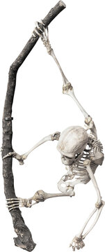 Isolated PNG cutout of a monkey skeleton hanging on a branch on a transparent background, ideal for photobashing, matte-painting, concept art