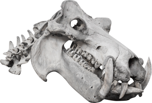 Isolated PNG cutout of an hippopotamus skull on a transparent background, ideal for photobashing, matte-painting, concept art