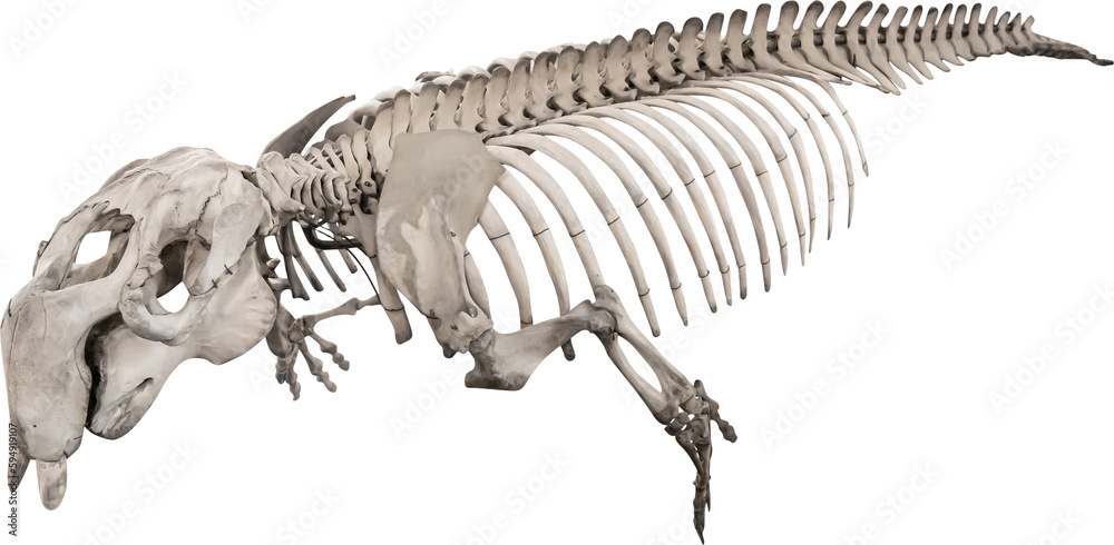 Poster isolated png cutout of a dugong skeleton on a transparent background, ideal for photobashing, matte-