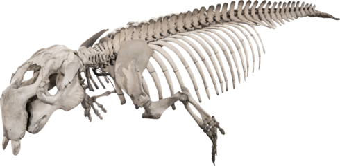 Isolated PNG cutout of a dugong skeleton on a transparent background, ideal for photobashing, matte-painting, concept art