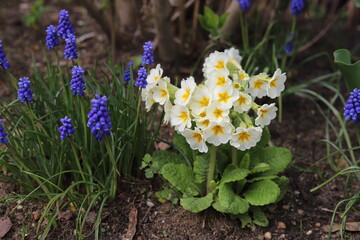 Primrose (primula vulgaris) flowers in spring garden.