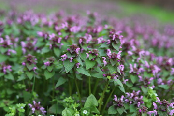 Obraz premium Lamium purpureum, commonly known as dead nettle. 