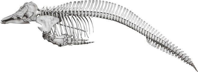 Isolated PNG cutout of a whale skeleton on a transparent background, ideal for photobashing,...