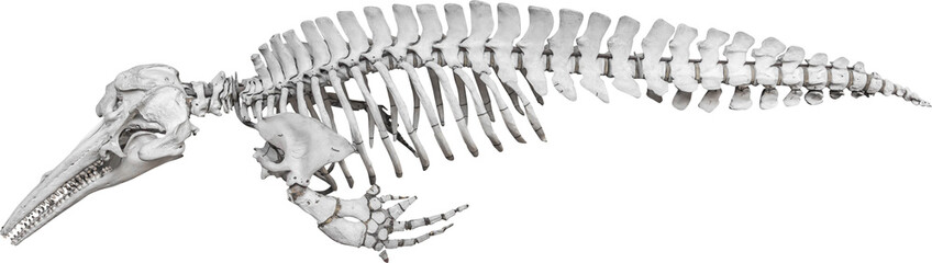 Isolated PNG cutout of a whale skeleton on a transparent background, ideal for photobashing, matte-painting, concept art © NomadPhotoReference