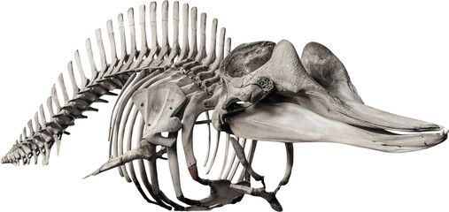 Isolated PNG cutout of a whale skeleton on a transparent background, ideal for photobashing, matte-painting, concept art © NomadPhotoReference