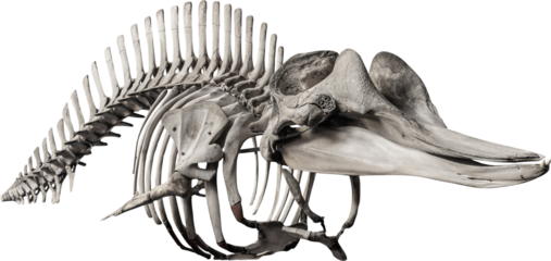 Isolated PNG cutout of a whale skeleton on a transparent background, ideal for photobashing, matte-painting, concept art
