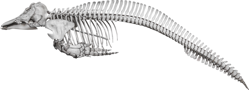 Isolated PNG cutout of a whale skeleton on a transparent background, ideal for photobashing, matte-painting, concept art