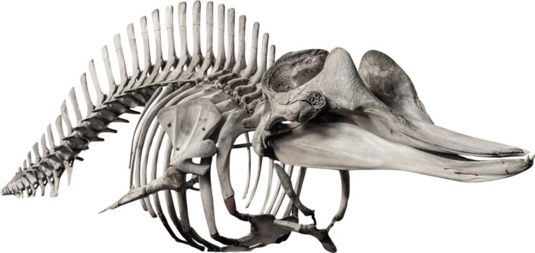 Isolated PNG cutout of a whale skeleton on a transparent background, ideal for photobashing, matte-painting, concept art