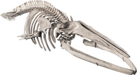 Isolated PNG cutout of a whale skeleton on a transparent background, ideal for photobashing, matte-painting, concept art © NomadPhotoReference