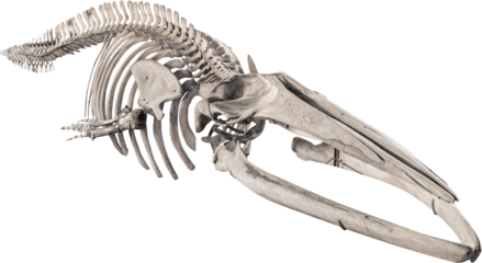Isolated PNG cutout of a whale skeleton on a transparent background, ideal for photobashing, matte-painting, concept art