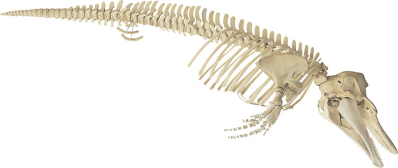 Isolated PNG cutout of a dolphin skeleton on a transparent background, ideal for photobashing, matte-painting, concept art © NomadPhotoReference