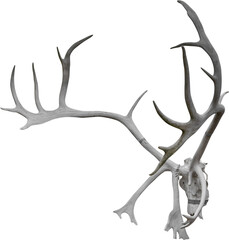 Isolated PNG cutout of a deer skull on a transparent background