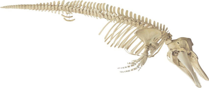 Isolated PNG cutout of a dolphin skeleton on a transparent background, ideal for photobashing, matte-painting, concept art