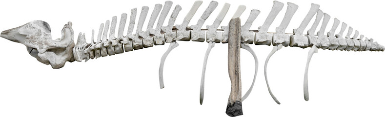 Isolated PNG cutout of a whale skeleton on a transparent background © NomadPhotoReference