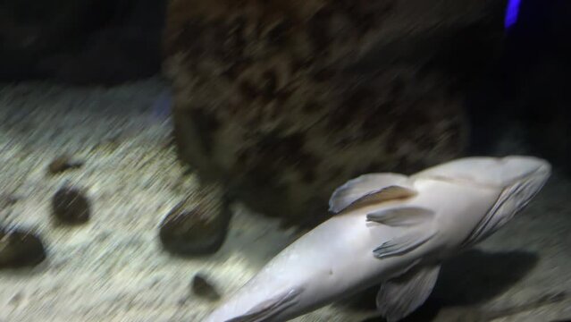 Dusky grouper is hiding in the rocks in aquarium.