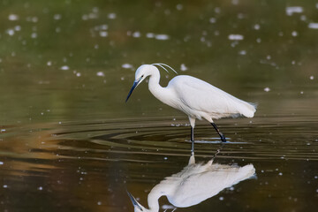 Little Egret fishing in a pond in the morning light