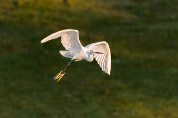 Little Egret flying over a pond in the morning light
