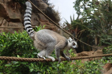 Ring-tailed lemur, Lemur catta, sitting on a rope
