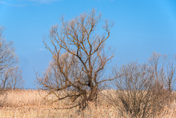 A tree without leaves in spring among last year's dried grass against a blue sky.