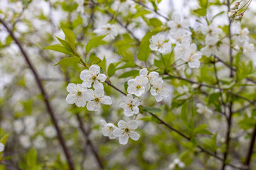 White flowering apple trees in the rays of the sun. Spring season, spring colors