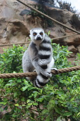 Ring-tailed lemur, Lemur catta, sitting on a rope