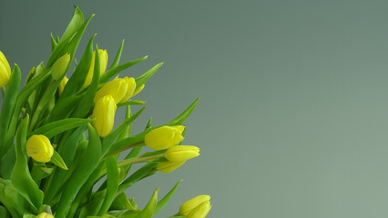 Żółte tulipany na jasno-szarym tle