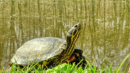 Żółw wodno-lądowy wyleguje się w słoneczny dzień na brzegu zbiornika wodnego w parku miejskim - obrazy, fototapety, plakaty