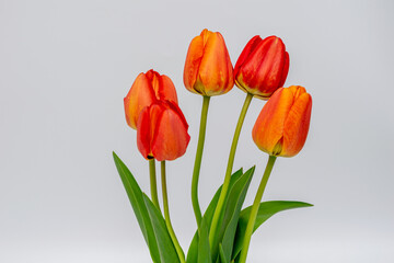 Red tulip flowers on natural white background not isolated
