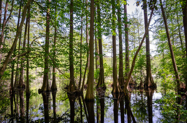Fototapeta premium Sunny Summer Day at Trap Pond State Park