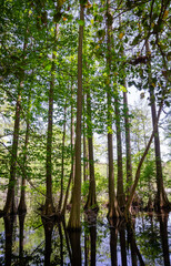 Fototapeta premium Sunny Summer Day at Trap Pond State Park