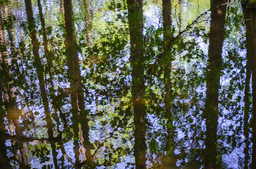 Sunny Summer Day at Trap Pond State Park
