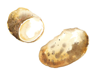 Potatoes, unpeeled, not cooked, cut into halves. Hand drawn watercolor illustration isolated on white background