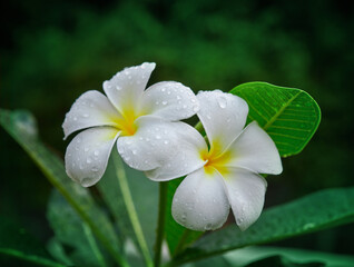 purity of white Plumeria or Frangipani flowers. spa flower blossom of tropical tree Spring landscape of Plumeria flower Bright colorful flowers with Beautiful sunlight in the morning. Selected focus