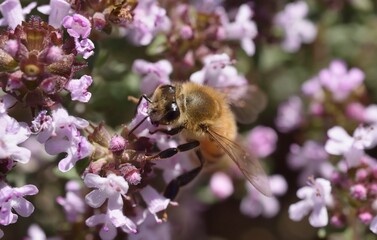 Bee on thyme flowers close-up