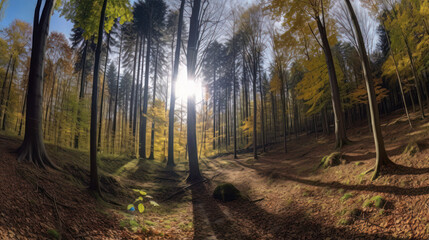 Wald Panorama mit Sonnenstrahlen