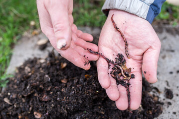 Earthworms for catching fish lie in the hand of a fisherman