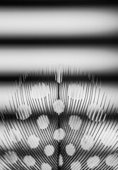 Spotty feather against stripe background. Black and white image